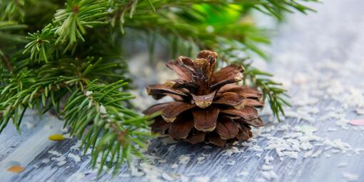 Das Bild zeit einen Tannenzweig und einen Tannenzapfen, umgeben von Schneeflocken.